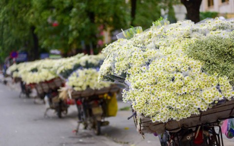 Hà Nội đẹp ngỡ ngàng những ngày cúc họa mi " xuống phố "
